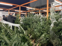 Kupisz złą choinkę, a po świętach gorzko pożałujesz. Eksperci ujawniają, które drzewko to katastrofa!