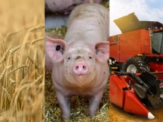 Które regiony Unii Europejskiej napędzają produkcję rolną?