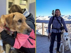 ​Udało się odnaleźć Pirata. To pies zaginionego we Włoszech Polaka