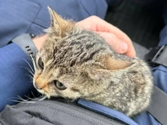 Młodzi bohaterowie uratowali kotka w Ciechanowie