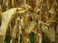 Trudny sezon kukurydziany 2025