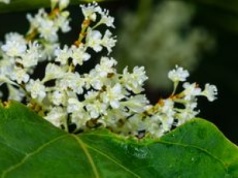 Roślina, która wymyka się spod kontroli. Lepiej na nią uważać