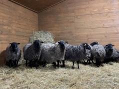 Unikatowy pomysł naukowców z Poznania: terapeutyczne stado owiec w naturalnym środowisku