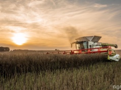 Prognozy cen rzepaku 2026. Crédit Agricole studzi oczekiwania rynku