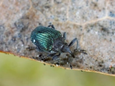 Alarm w rzepaku: chowacz granatek zaczyna ofensywę. Czas na obronę!