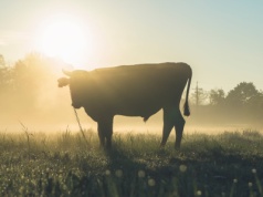 POWRÓT DUCHA – DLACZEGO UMOWA UE-MERCOSUR NIE DA NAM SPOKOJU