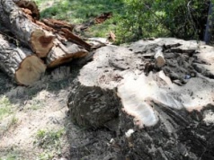 „Przyroda nie może cierpieć przez niewydolność państwa”. Sejm zajmie się ułatwieniem wycinki drzew