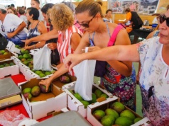 Nielegalne awokado zalewa Wyspy. Turyści przemycają tonę owoców