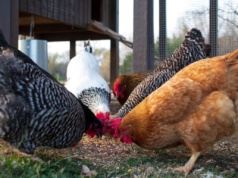 Ferma na 100 tysięcy kur niosek na sprzedaż. Do tego umowa na odbiór jaj. Jaka cena?