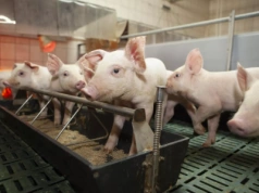 Owady w korycie loch i prosiąt? „Wykorzystujemy potencjał natury, znany od 400 milionów lat”