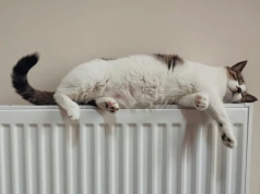 Jeden dźwięk mówi o kotach więcej nich ich miauknięcia. Nowe odkrycie naukowców