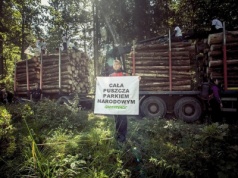 Nowy plan dla Puszczy Białowieskiej. Wycinka wciąż dopuszczona!