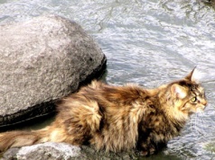 Nauczyli koty oswajać się z wodą. Korzyści zaskoczyły nawet naukowców