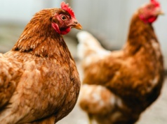 Ferma na 100 tysięcy kur niosek na sprzedaż, razem z umową na odbiór jaj. Znamy cenę