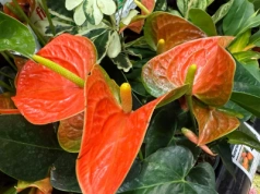 Anturium ruszy z kopyta w kilka tygodni. Wypróbuj nawóz z kuchennych składników