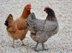 Nieoficjalnie: 77 sztuk drobiu w ognisku rzekomego pomoru w gminie Ciechanowiec