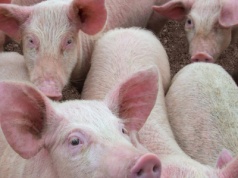 Od 4,9 do 19,8 proc. Chińskie cła, choć niższe niż zakładano, uderzają w unijną wieprzowinę