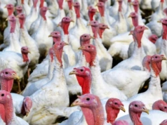 Akt oskarżenia przeciwko właścicielowi fermy indyków w Strusach skierowany do sądu