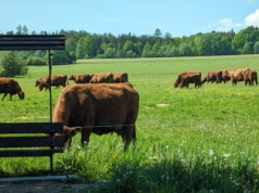 Mercosur tuż-tuż, a w Polsce trwa poszukiwanie winnych: „To hańba, rolnicy wam tego nie zapomną”