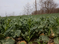 Skala BBCH - co oznacza i jakie są główne fazy rozwojowe roślin?