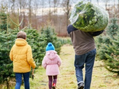 Jak wybrać choinkę by była świeża? Pamiętaj o tych zasadach, a drzewko postoi do stycznia!