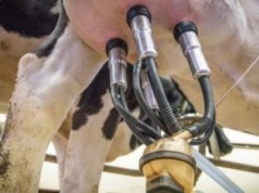 Krótszy dój ratuje zdrowie krów