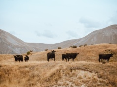 Umowa z Mercosur pod znakiem zapytania. Włochy i Francja chcą większych gwarancji