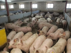 Ceny świń znów w dół. Nawet 20 gr mniej przed Świętami