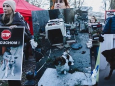 Nie udało się odrzucić weta w sprawie łańcuchów. Prawica triumfuje, psy dalej cierpią