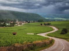Ratunek dla francuskich winnic. W sumie 130 mln euro winiarze dostaną za...  odłogowanie