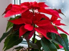 W grudniu bije rekordy. Nie każdy wie, że jest toksyczna