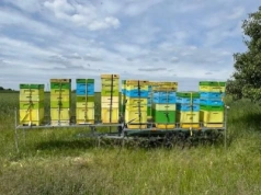 560 tys. zł kary za wytrucie pszczół - rolnik skazany prawomocnym wyrokiem sądu!