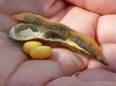 12 miesięcy więcej dla przedsiębiorców. Parlament Europejski zatwierdza zmiany w EUDR