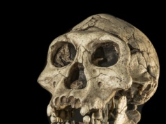 Naukowcy odtworzyli twarz sprzed 1,5 miliona lat. Tego się nie spodziewali