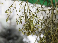 Jemioła – symbol i ozdoba świąt Bożego Narodzenia