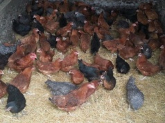 Kolejne ogniska HPAI. Ponad 200 tys. sztuk drobiu do likwidacji