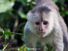 Kapucynka uciekła z zoo. Włamywała się do domów i atakowała mieszkańców