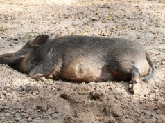 Hiszpania: Nalot policji na laboratorium. Czy to stamtąd „wyciekł” wirus?