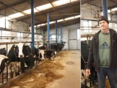 30 lat przy krowach i wciąż mają plany. „Chcemy spuścić je z uwięzi”