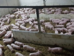 Nadzwyczajna pomoc dla hodowców świń. Kiedy będą pieniądze?