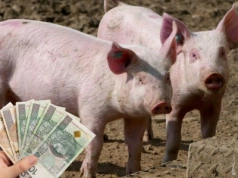 Jakie ceny prosiąt w połowie grudnia 2025?