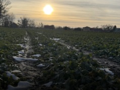 Złe warunki pogodowe w grudniu. Na wiosnę grozi nam susza?