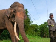 Podpalili zwierzę uznawane za święte. Mieszkańcy kraju są w szoku