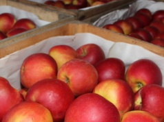 Ceny jabłek deserowych w hurcie. Gdzie dzisiaj najwięcej płacą?