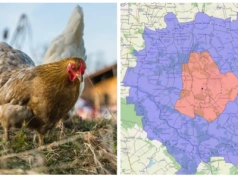 Rzekomy pomór drobiu w gminie Ciechanowiec. Wojewoda wprowadził strefy ograniczeń