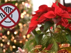 Tej popularnej w święta rośliny nie powinno się przynosić do domu. Jest trująca dla ludzi i zwierząt