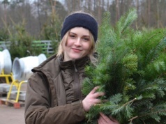 Choinka na święta – oczywiście żywa i legalnie kupiona!