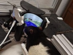 Nauczył szczury grać w Dooma. Nietypowy eksperyment naukowca