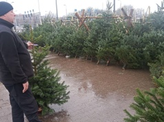 Gdzie kupić choinkę na Boże Narodzenie? Sprawdź ceny w Radomiu i okolicach