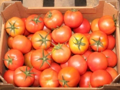 Skąd naprawdę trafiają pomidory do Polski? Import wciąż rośnie